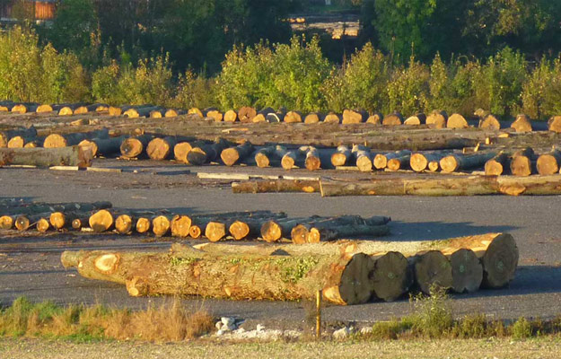Lots de grumes chêne Lots de grumes chêne